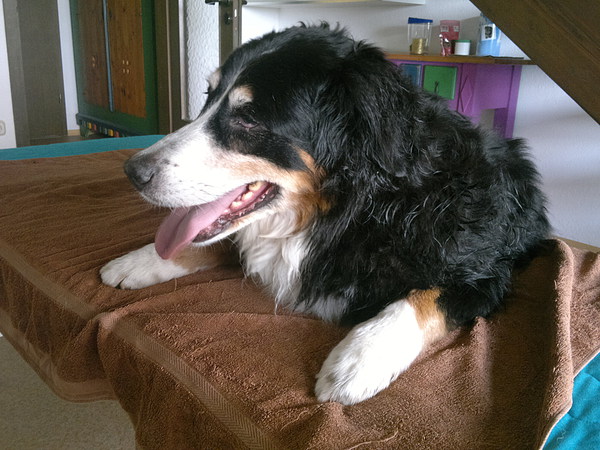 med_Cleo - Gelenkprobleme durch Arthrose .jpg (600 x 450)